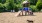 Playground with Pet